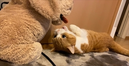 猫とぬいぐるみの犬