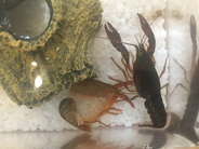 「11月からザリガニ飼育で罰金100万円」Twitterで話題に→実はアメリカザリガニは大丈夫