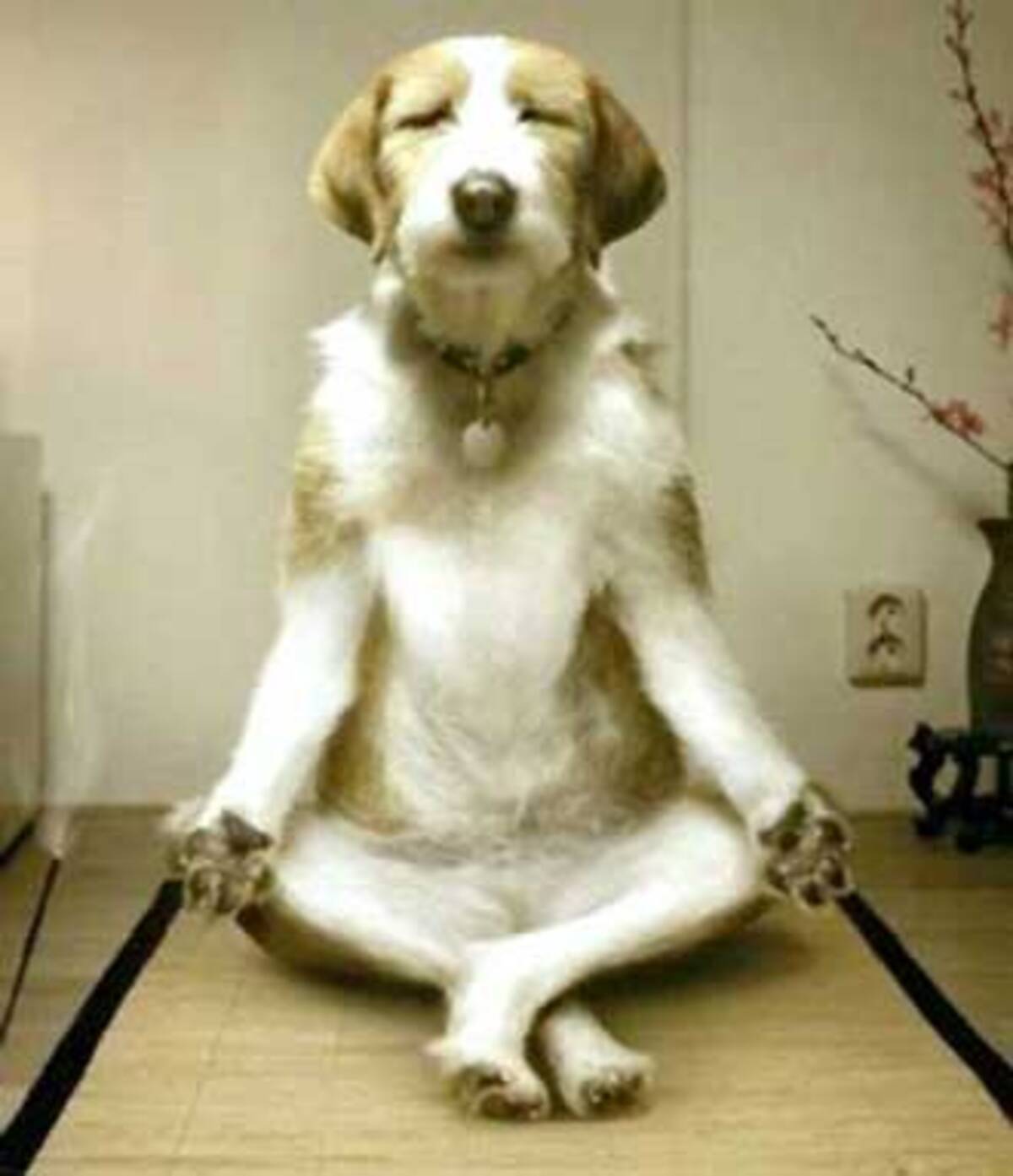 悟りを開きそうな犬と猫 自然の中で修行する 瞑想する犬 と 弟子の猫 のフィギュアがかわいい 年9月23日 エキサイトニュース