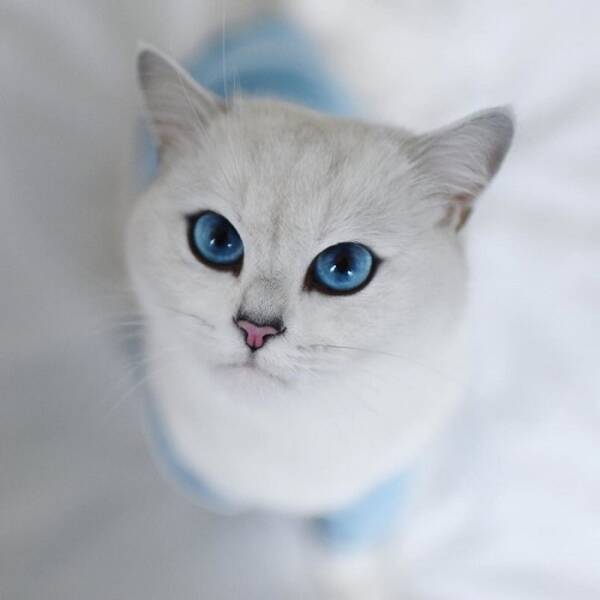 まるで絵画 青い瞳と真っ白な毛並みが美しい猫 コビー が人々を魅了する 年10月19日 エキサイトニュース