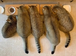 名前を呼ぶと コクリ 頭を下げて挨拶してくれる律儀猫 15年11月8日 エキサイトニュース