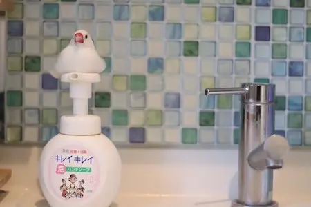 文鳥がハンドソープを占拠