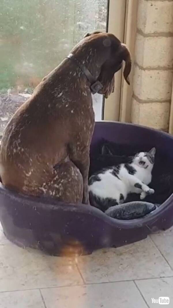 ネコ 早い者勝ちなんだニャ 犬 それ私の ベッドを占領するネコと 困り顔ワンコの攻防戦が面白い 21年1月22日 エキサイトニュース