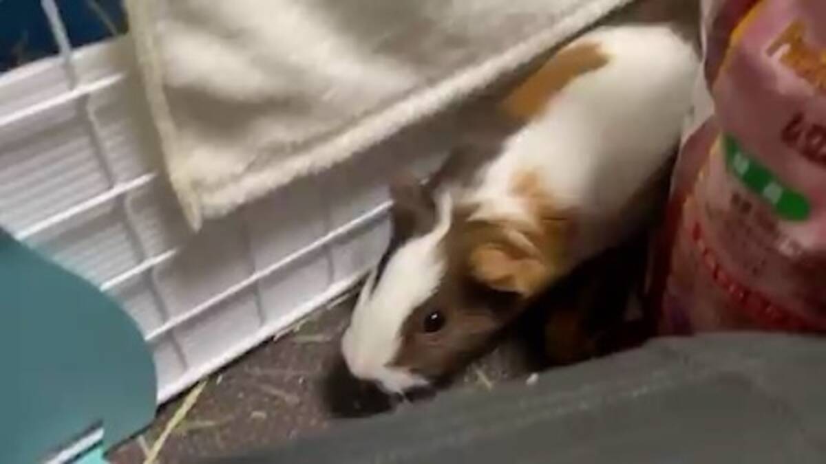 モルモットってほんとに プイプイ 鳴くんだ ご飯前のプイプイコールに アニメと同じ 最高にかわいい の声 21年1月29日 エキサイトニュース