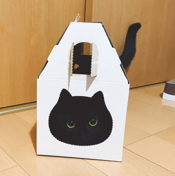 猫のイラストかと思ったら 本物の黒猫ちゃん 箱と一体化した猫のまん丸おめめがかわいい 21年2月17日 エキサイトニュース
