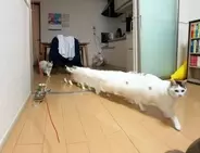 猫が“次のステージ”に到達した……!?　とんでもない長さの猫ちゃんに「後ろの子もめちゃびっくりしてる」