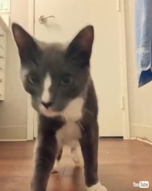 毎晩ベッドルームのドアの前に貢物を持ってくる猫 それがどんどんエスカレートして 年11月28日 エキサイトニュース