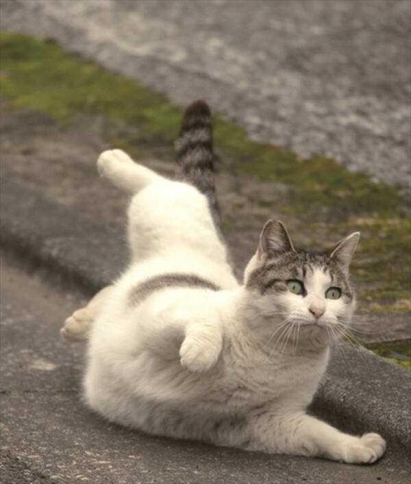 ニャんでこーなるの 面白かわいい猫ちゃんに会える写真展 必死すぎるネコ展 が山口県で開催中 21年3月19日 エキサイトニュース
