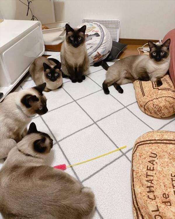 ただいま にゃんこ会議 中 シャム猫たちの真剣な話し合い に イタズラ会議 参加したい の声 21年4月6日 エキサイトニュース