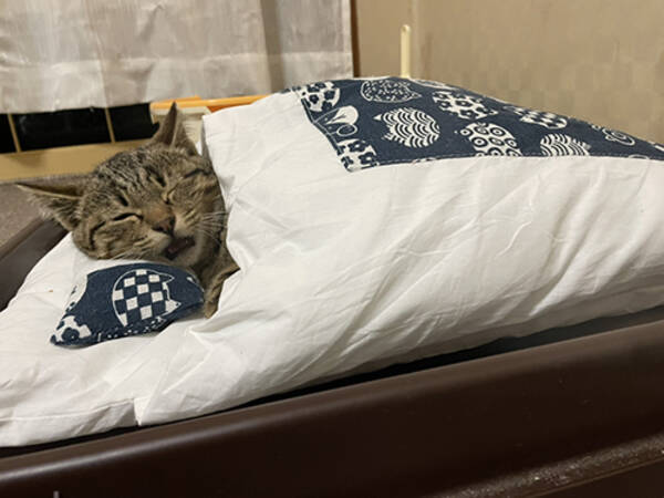 保護した子猫がお布団で寝るようになりました 安心しきった猫ちゃんの表情がかわいくて癒やされる 21年4月6日 エキサイトニュース