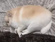 むっちむちでモフモフ度MAXなワンコ→お風呂に入ると……　同じ犬とは思えないビフォーアフターに驚愕