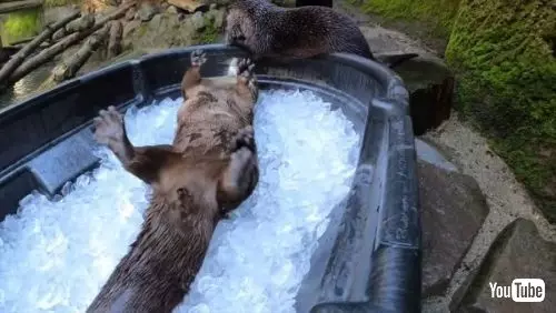 桶の中の氷で遊ぶカワウソ