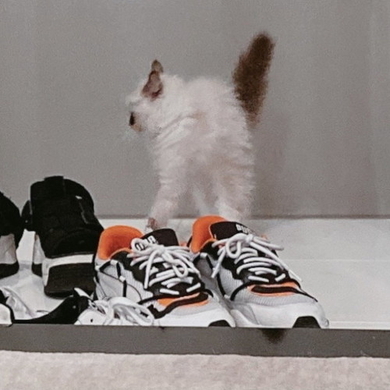 フグの骨格にびっくり 精巧に編み込まれた工芸品みたいなことになっていた 17年1月19日 エキサイトニュース