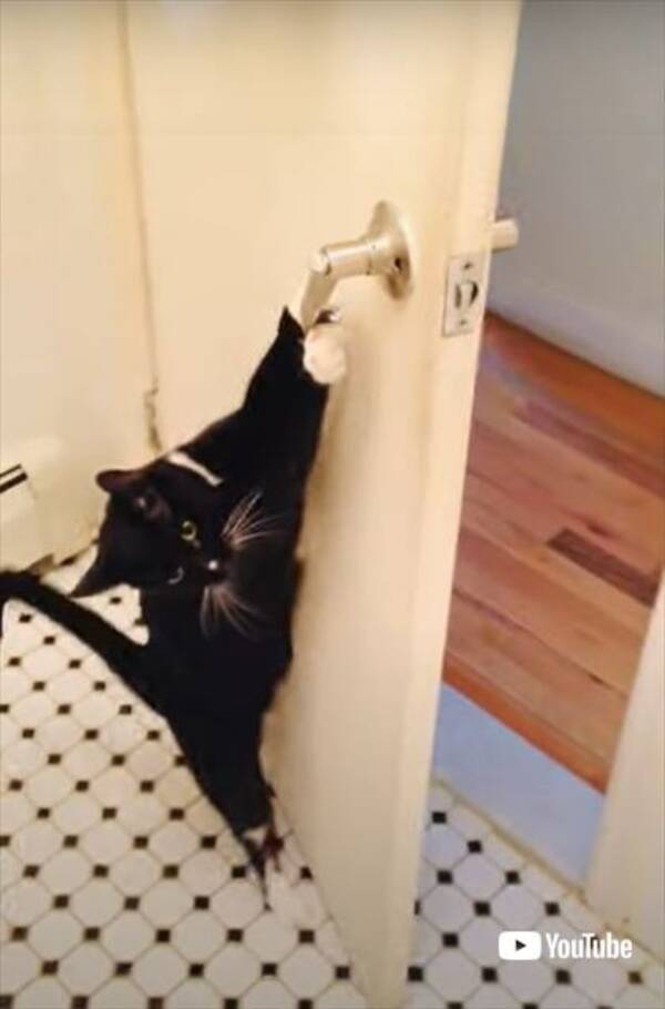 猫 取っ手を下げて 引っ張って ドアを簡単に開ける猫ちゃんが賢くてかわいい 21年5月22日 エキサイトニュース