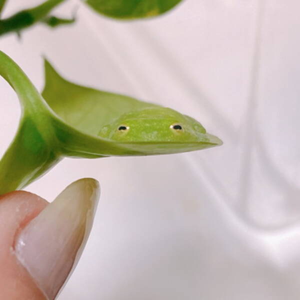 この擬態力凄い 可愛すぎる 葉っぱの上でスヤァと眠るカエルがアニメみたいでかわいい 21年6月4日 エキサイトニュース