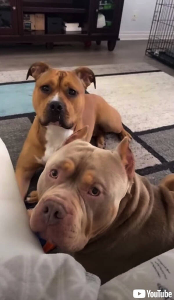 家で遊ぶワンコたちに 公園 とささやくと お散歩行くの とガン見してくる犬の表情が面白い 21年6月5日 エキサイトニュース