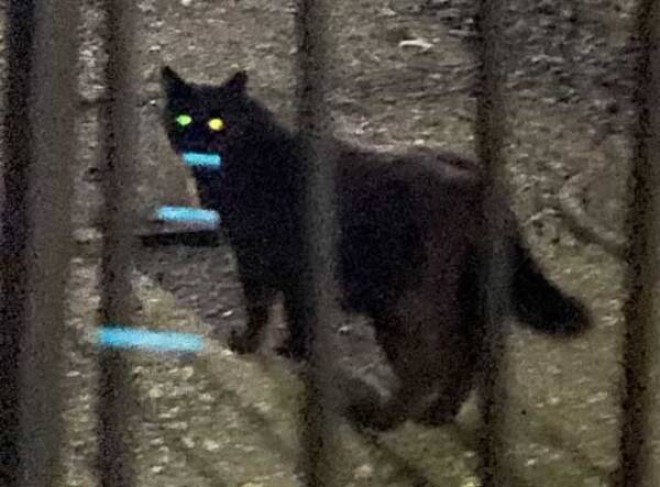 猫が光る目から 猫ビーム 送信中 レンズの反射で誕生した 電波猫 ロボキャット が異世界感 21年6月日 エキサイトニュース