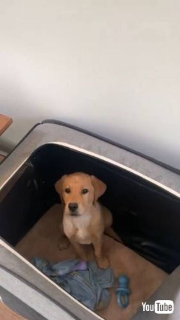 犬 ごはんはここでもらえるワン お皿を見たらにハウスに駆け込む子犬が賢くてかわいい 21年6月28日 エキサイトニュース