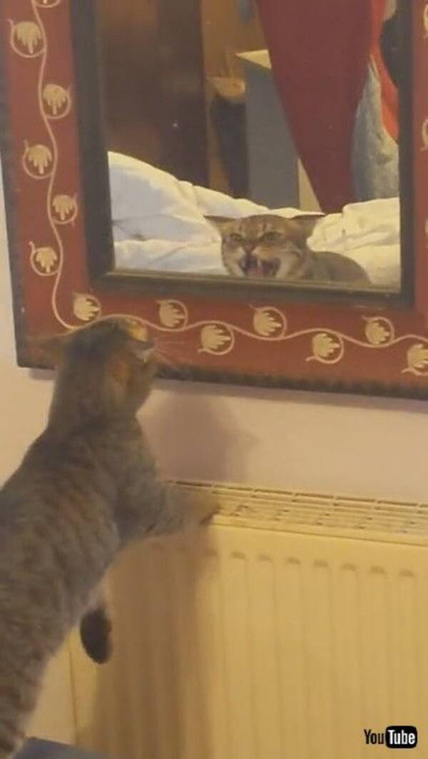 猫 おまえは誰ニャ 鏡にうつる猫にビックリ 自分と気付かず威嚇する姿が面白い 21年7月1日 エキサイトニュース