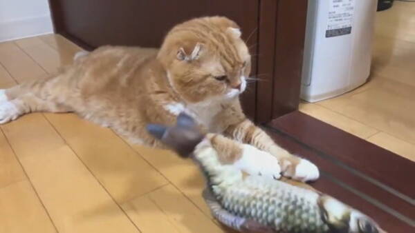 愛猫に 大人気おもちゃ を買ったのに 完全無視する猫とビチビチはね続けるおもちゃがシュール 21年7月4日 エキサイトニュース