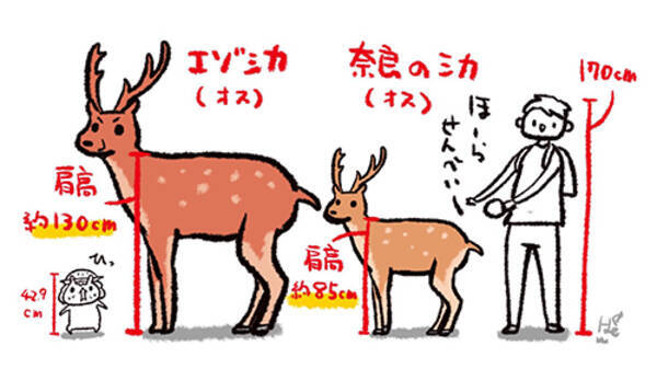 エゾシカ出ただけで騒然ってw と言うけれど 大きさをわかりやすく描いたイラストに 奈良の鹿って小さいんだ の声 21年7月8日 エキサイトニュース