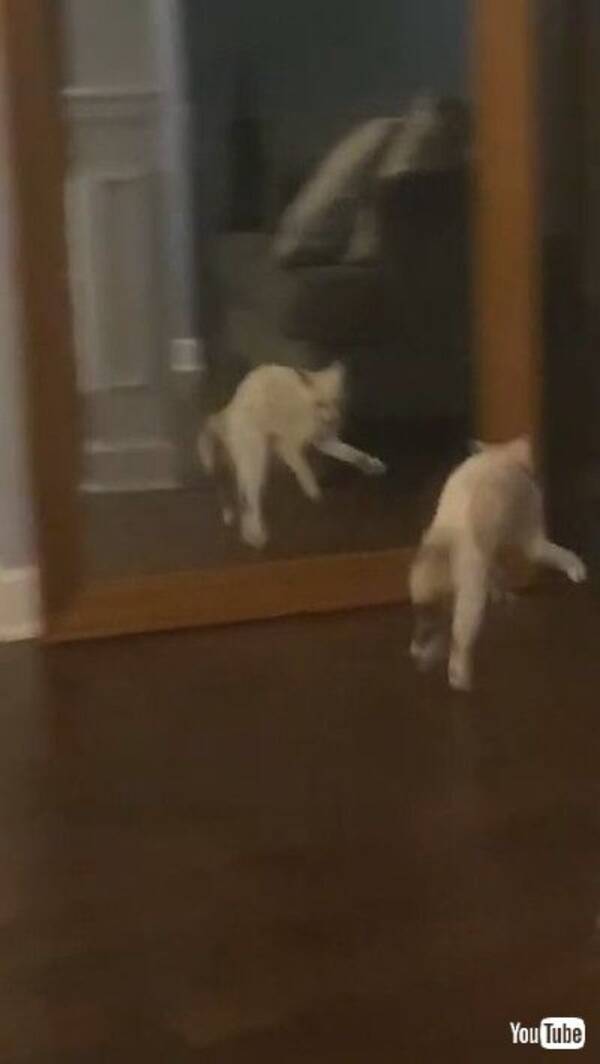 猫 やんのかお前 鏡の中の自分にビックリな猫 オラオラといかくする姿がかわいい 21年7月10日 エキサイトニュース