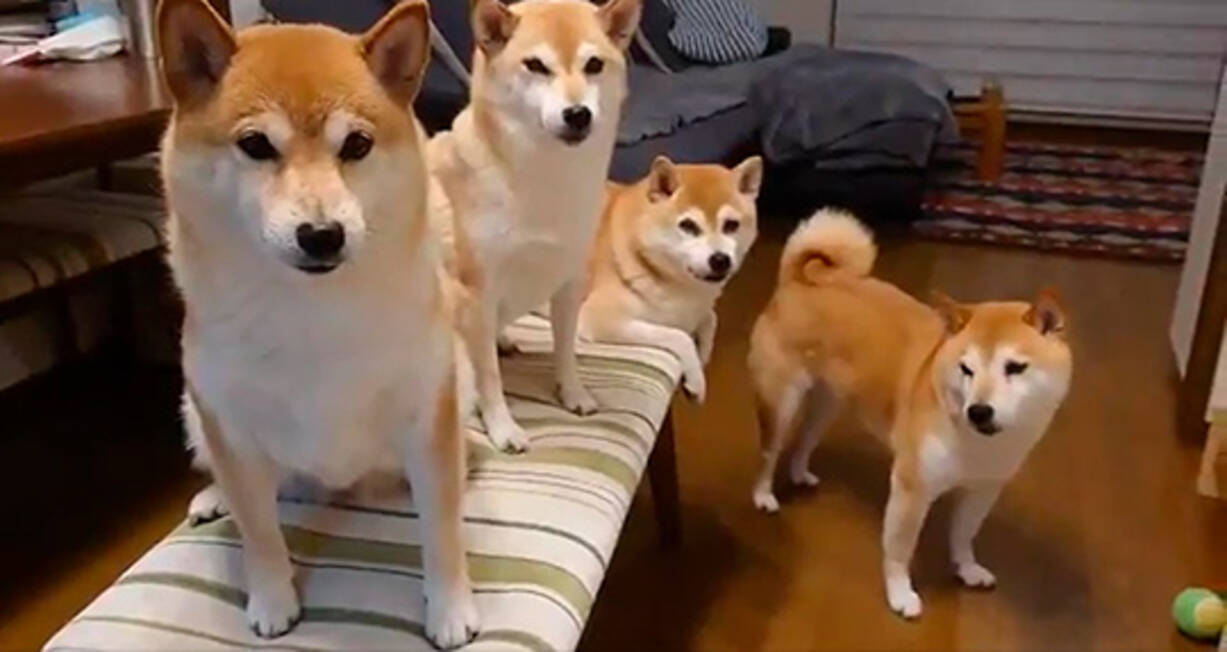柴犬一家 ジッ 飼い主 降参します ものすごい無言の圧をかけてくる柴犬4匹が面白かわいい 21年7月11日 エキサイトニュース