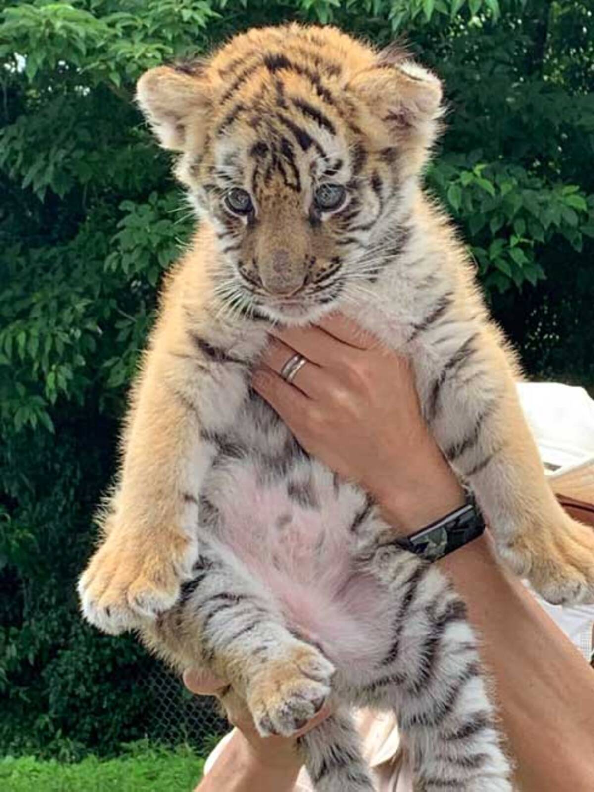 ぬいぐるみのようなトラの赤ちゃん 飼育員に あそんでよ じゃれつくふわふわな仔トラがかわいい 21年7月15日 エキサイトニュース