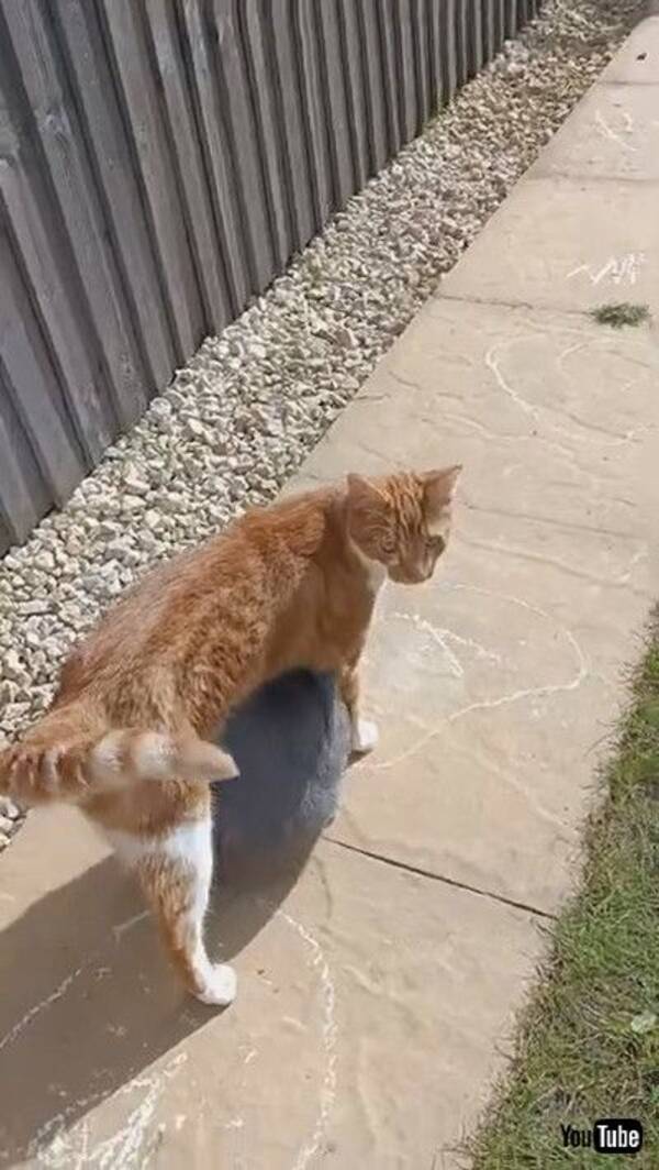 ウサギ 待ってー 猫 めっちゃついてくるな くっついて歩きたいウサギと 受け入れる優しい猫ちゃんがかわいい 21年7月18日 エキサイトニュース