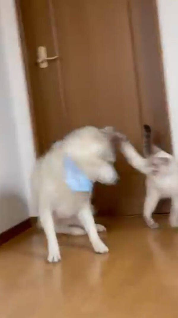 犬 ごろごろ 猫 なんでそこで寝とんねん シャー 寝ていただけで理不尽な猫パンチをお見舞いされたハスキーが優しすぎる 21年7月31日 エキサイトニュース