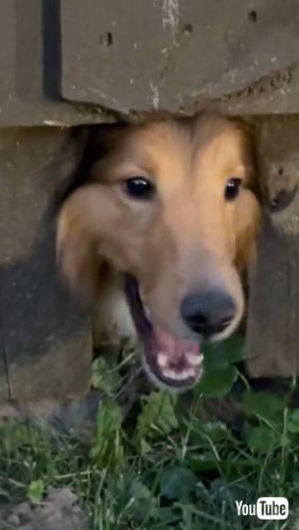 犬同士のケンカ勃発 そのとき 友達を助けるために体を張ったワンコの友情が熱い 21年8月23日 エキサイトニュース