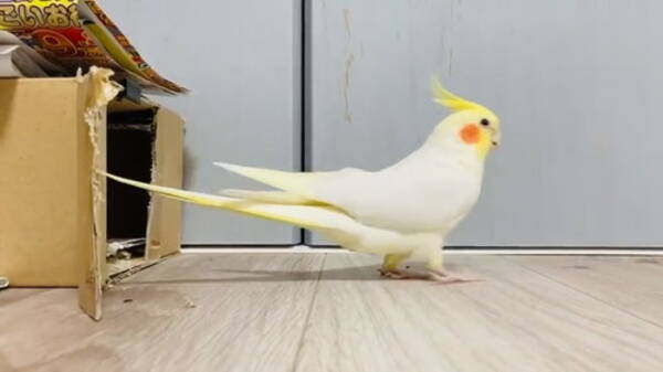 私より車庫入れ上手 めちゃくちゃ可愛い オウムさんがバック ノールックで箱に入る姿から目が離せない 21年9月1日 エキサイトニュース
