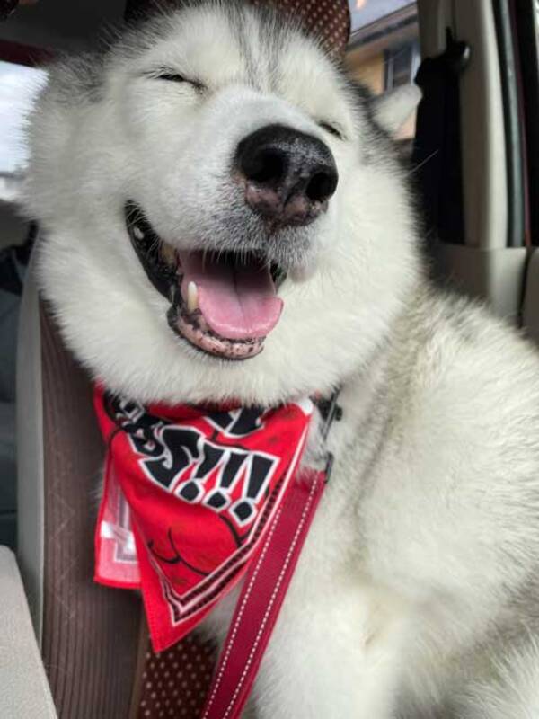 お出かけ前は超ご機嫌だったハスキー 病院に着いたら ワンコの表情ビフォーアフターが面白かわいい 21年9月12日 エキサイトニュース