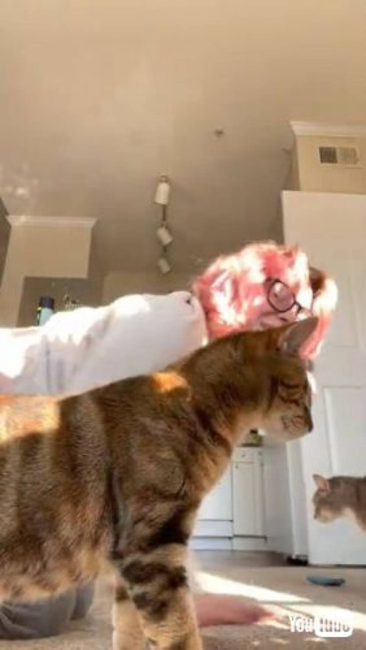 猫 何してるニャ 飼い主 ちょっ 笑 撮影を邪魔する猫とワンコ 撮影中断の事態に飼い主大爆笑 21年9月14日 エキサイトニュース