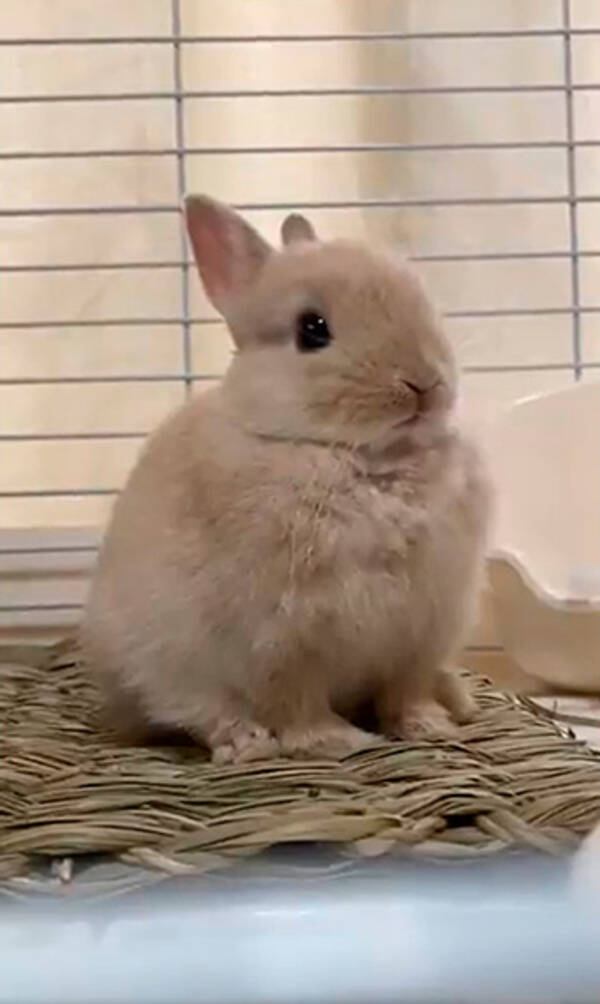 可愛すぎ これなかなか撮れない 子ウサギが前足をシュッと収納する瞬間をとらえた映像に癒やされる人続出 21年9月23日 エキサイトニュース