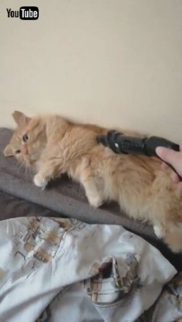 ブラッシング嫌いな猫 ところが 掃除機での 吸引毛づくろい で気持ちよさそうにする姿がかわいい 21年9月23日 エキサイトニュース