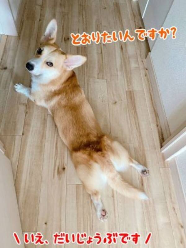 弟犬 とおせんぼだよーっ 兄犬 やれやれ かまってほしい弟ワンコと困惑する兄ワンコのやりとりがかわいい 21年10月2日 エキサイトニュース