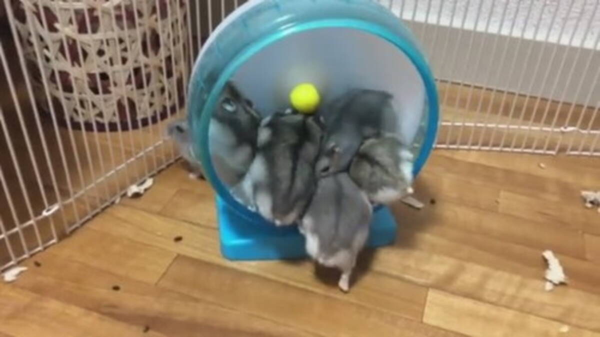 赤ちゃんハムスターたちに回し車を見せたら 一斉乗車でムギュムギュ詰まる姿がかわいすぎる 2021年10月8日 エキサイトニュース
