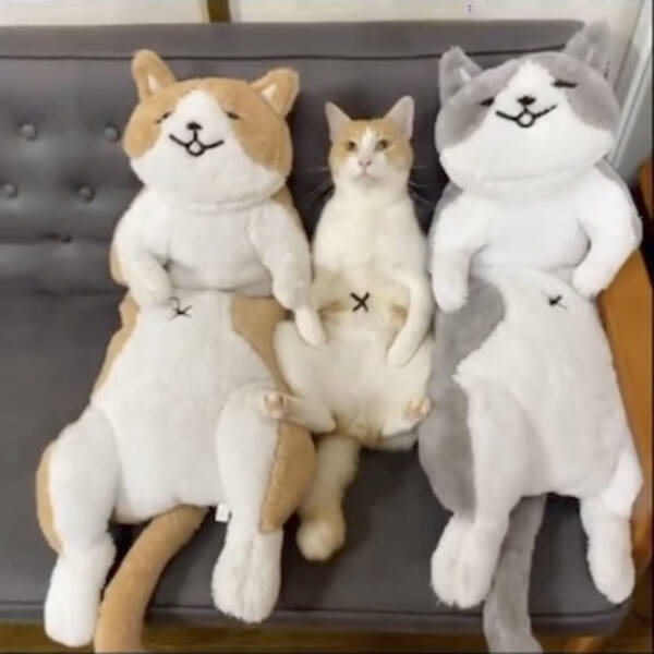 3つ並んだ猫のぬいぐるみ 真ん中をよく見ると 完全に同化する猫さんの一体感が面白かわいい 21年11月12日 エキサイトニュース