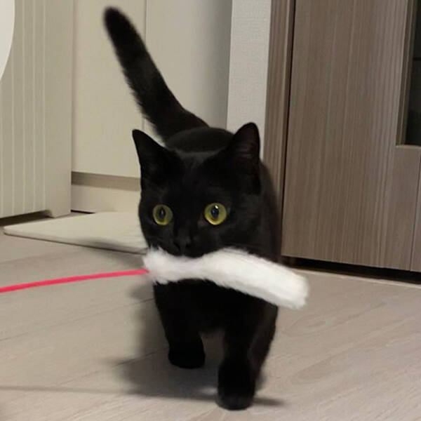黒猫 これで遊んで 大好きなおもちゃを持って駆け寄る猫に めちゃくちゃかわいい ジジっぽさ最高 の声 21年11月15日 エキサイトニュース