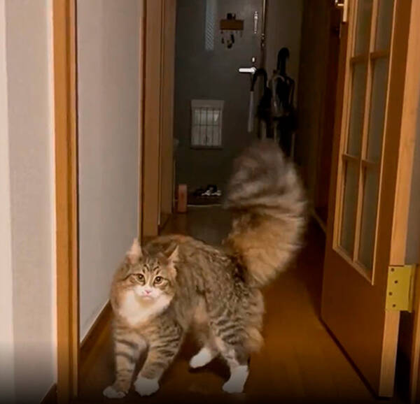 猫ってこんなにしっぽ大きいの 笑うほど可愛い やんのかステップを見せつける猫ちゃんが面白い 21年12月18日 エキサイトニュース
