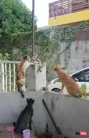 猫の鳴き声には意味がある 7種の鳴き方とその意味 19年7月12日 エキサイトニュース 2 3