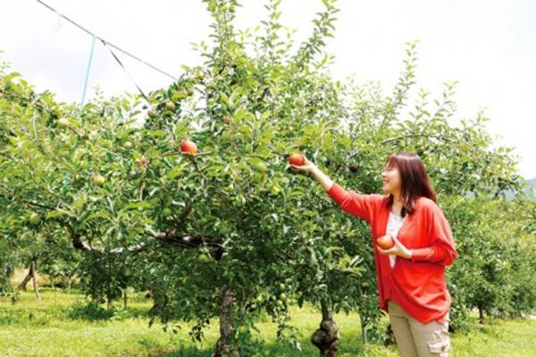 りんご狩りの時期は今から 甘いりんごが食べ放題 長野 岐阜 16年9月15日 エキサイトニュース