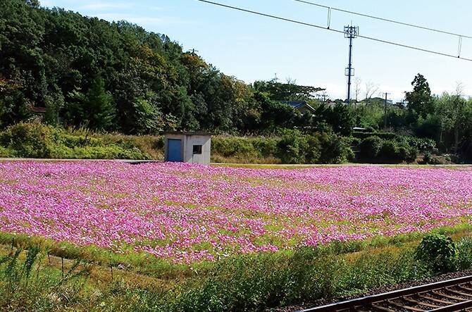 志摩でペット旅行 わんこと一緒にコスモスドライブ 三重 16年9月16日 エキサイトニュース