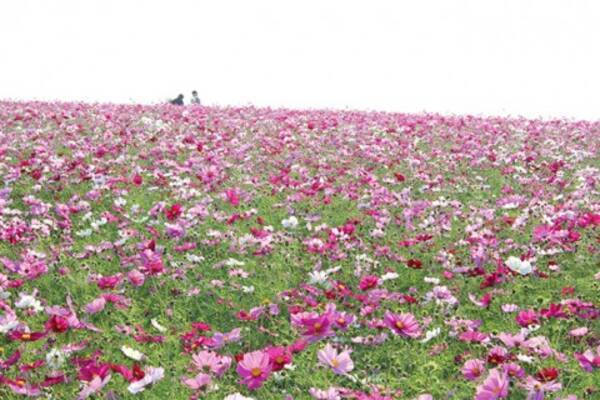 秋の花絶景 見渡す限りのコスモス畑へ出かけよう 愛知編 16年9月18日 エキサイトニュース 秋の花絶景 見渡す限りのコスモス畑へ出かけよう 愛知編 16年9月18日 エキサイトニュース