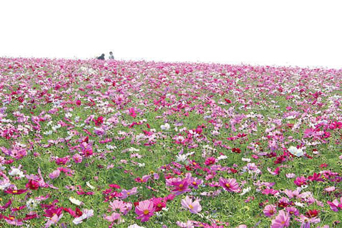 秋の花絶景 見渡す限りのコスモス畑へ出かけよう 愛知編 16年9月18日 エキサイトニュース