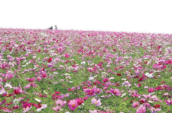 秋の花絶景 見渡す限りのコスモス畑へ出かけよう 愛知編 16年9月18日 エキサイトニュース