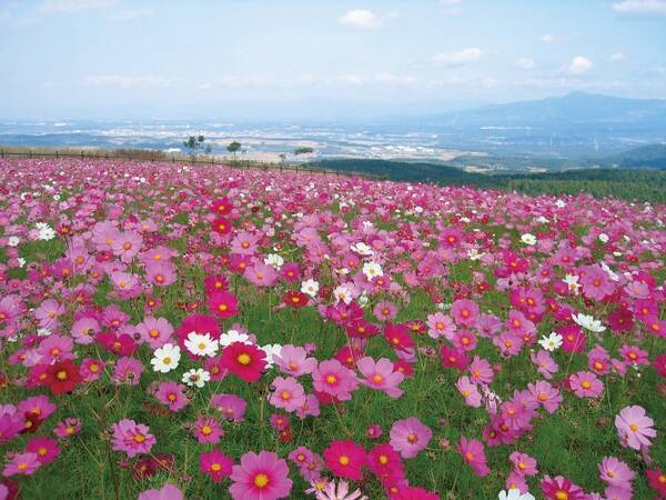 秋ピクニックへgo 一面ピンクが可愛い絶景コスモス畑23 九州 16年9月23日 エキサイトニュース