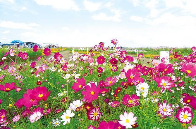 国内最大級のコスモス畑 ご当地グルメも楽しむドライブコース 福井 16年9月28日 エキサイトニュース