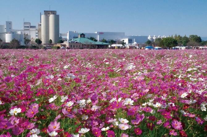 見ごたえ抜群 300万本以上 感動の絶景コスモス畑5 九州 16年10月15日 エキサイトニュース